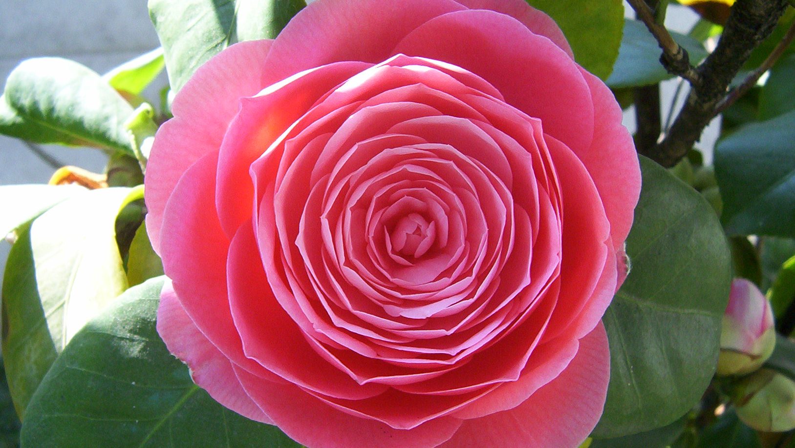 Aceite de camelia