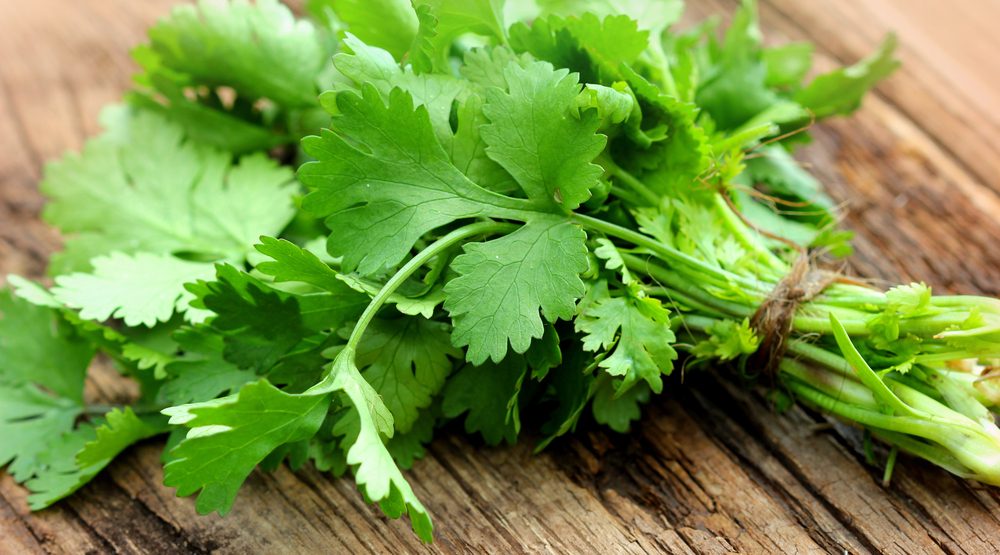 Aceite de cilantro